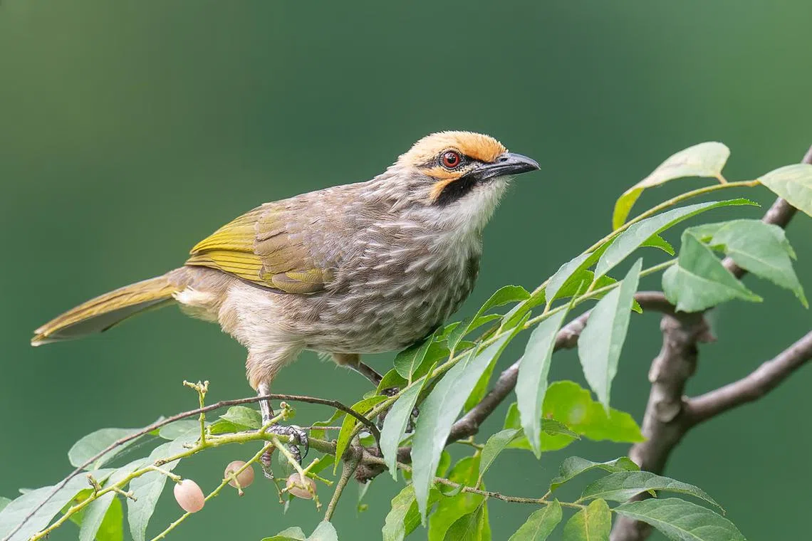 The straw-headed bulbul is one of the most trapped species in the Southeast Asian bird trade, with only fewer than 1,700 adults in the world.  Yet, a third of this endangered bird species live in Singapore. The straw-headed bulbul is frequently encountered in patches of secondary forest and woodland across the island.

Copyright: Francis Yap