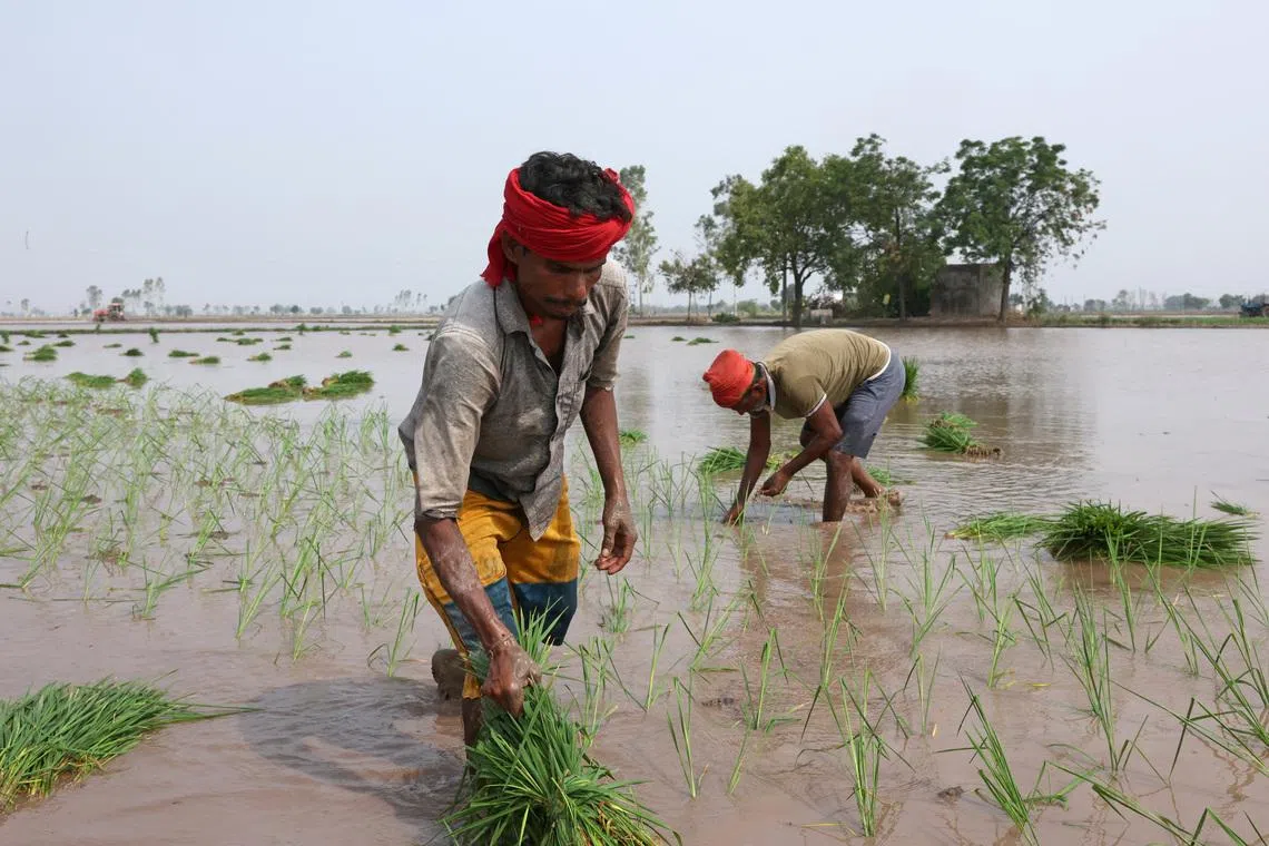 Labourers plant rice saplings in a field in Gaggarpur village in the northern Indian state of Haryana in June 2025. Some Indian farmers are afraid that American imports will damage their livelihood.