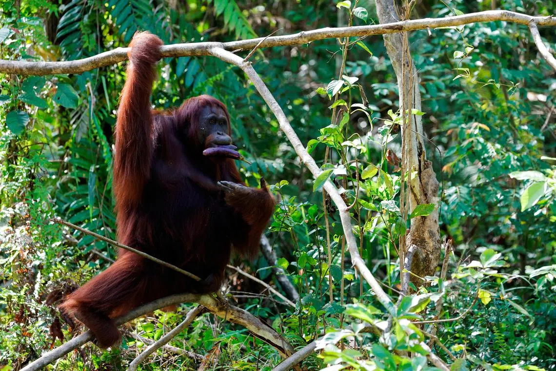 A female Orangutan called 'Kikan' eats an eggplant during the feeding time at a rehabilitation and reintroduction site of Borneo Orangutan Survival Foundation (BOSF) Samboja Lestari located near Indonesia's projected new capital called Nusantara, in Samboja, East Kalimantan province, Indonesia, March 9, 2023. REUTERS/Willy Kurniawan