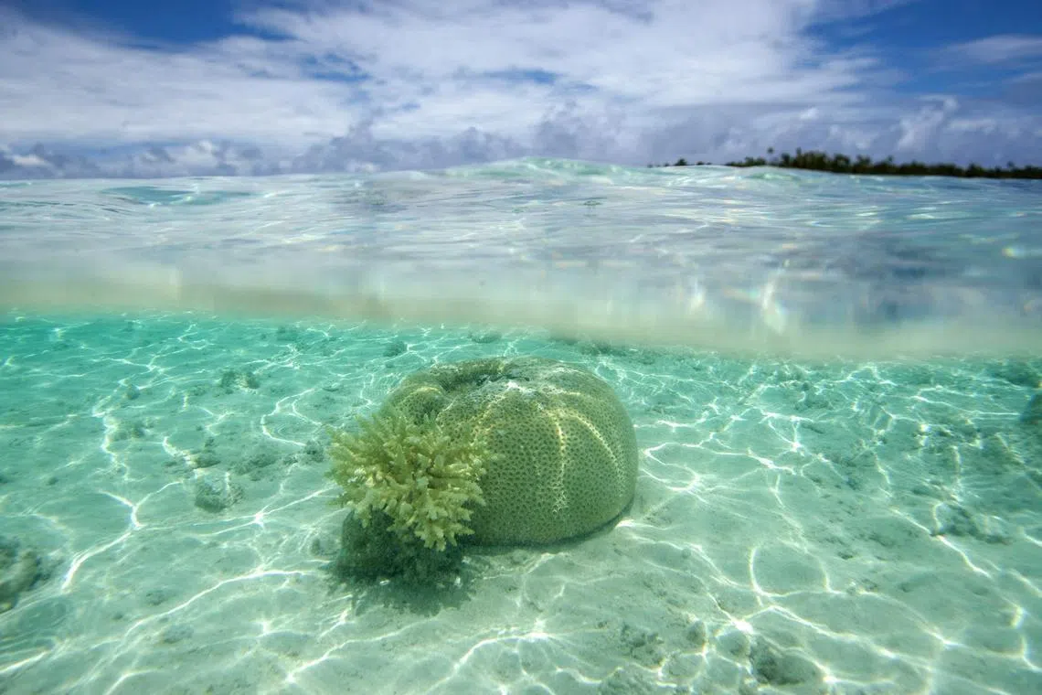 At 1.5 deg C of warming relative to pre-industrial times, between 70 and 90 per cent of coral reefs are expected to perish.