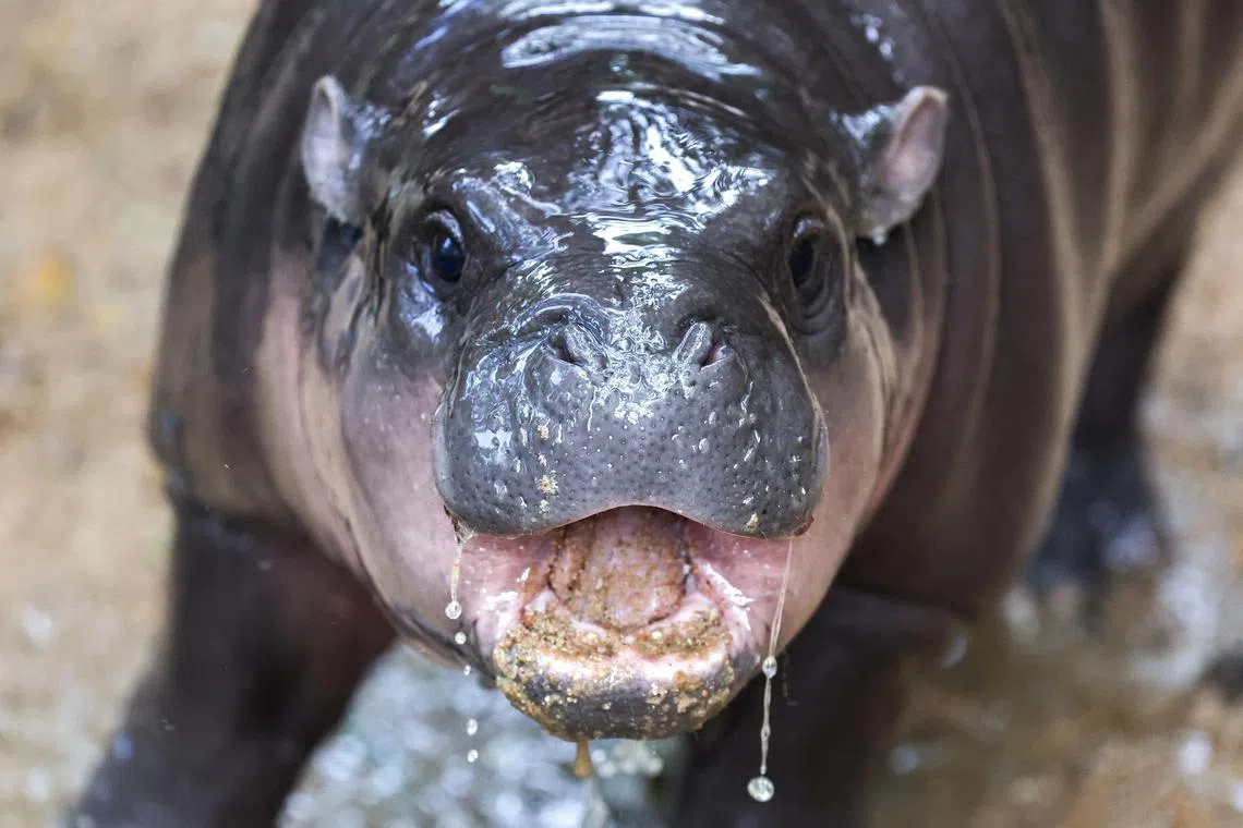 A two-month-old female pygmy hippo named "Moo Deng" who has recently become a viral internet sensation, is seen at Khao Kheow Open Zoo in Chonburi province, Thailand, September 16, 2024. REUTERS/Athit Perawongmetha