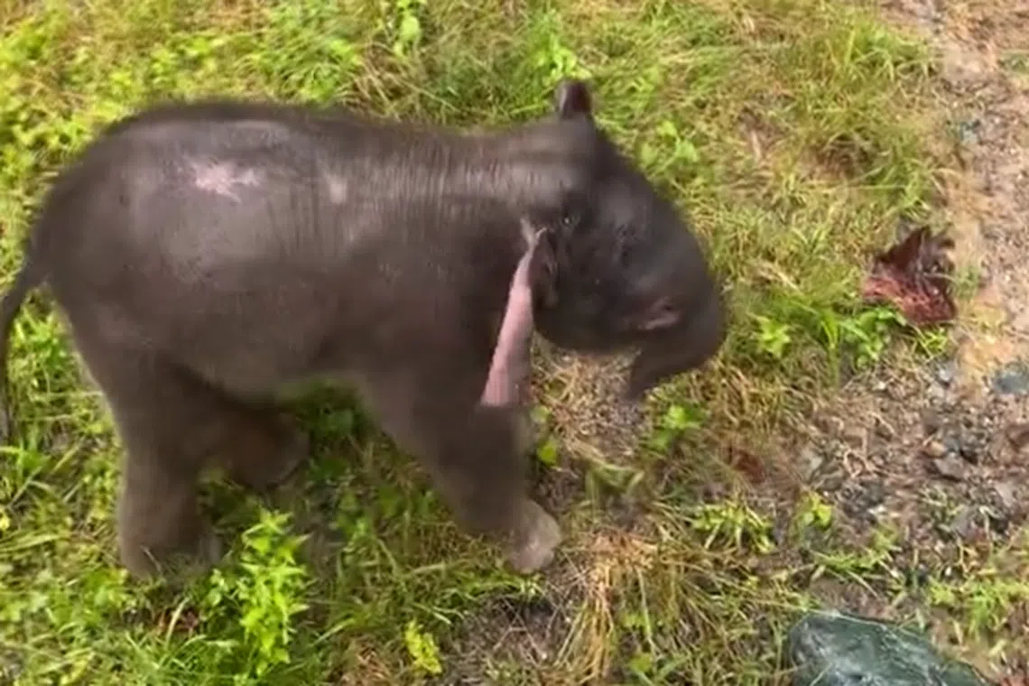 The calf was separated from its herd as it was raining heavily.