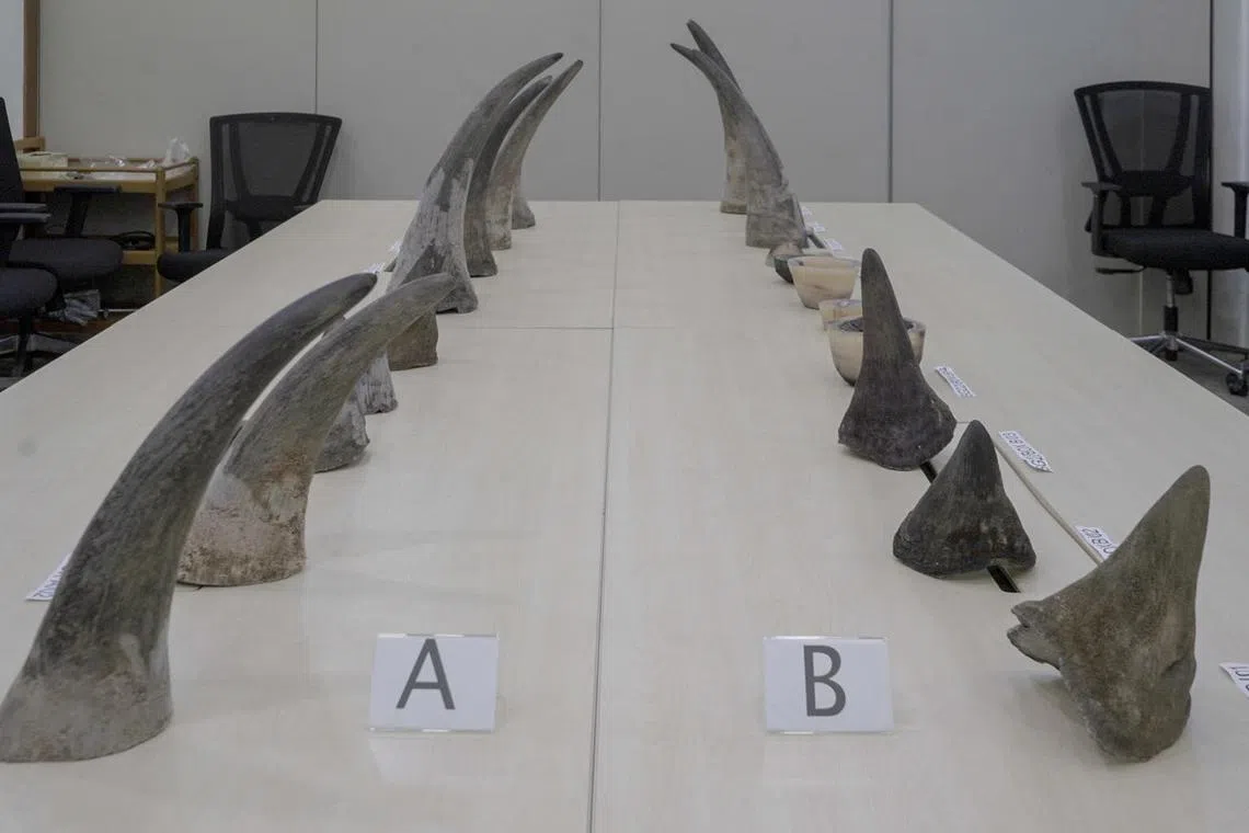 18 of these horns, which weighed nearly 32kg in total, were from 15 poached white rhinoceroses, which are endangered.