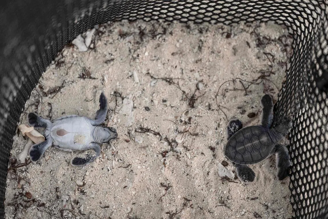 Green sea turtle hatchlings crawling out of a sandy nest pit inside a conservation hatchery on Mataking Island on Sept 25.