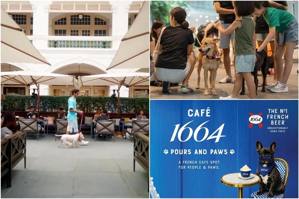 (Clockwise from left) Raffles Courtyard at Raffles Hotel Singapore is now pet-friendly; a dog adoption drive organised by local shelter SOSD; and Cafe 1664 Pours & Paws at GastroBeats 2026.