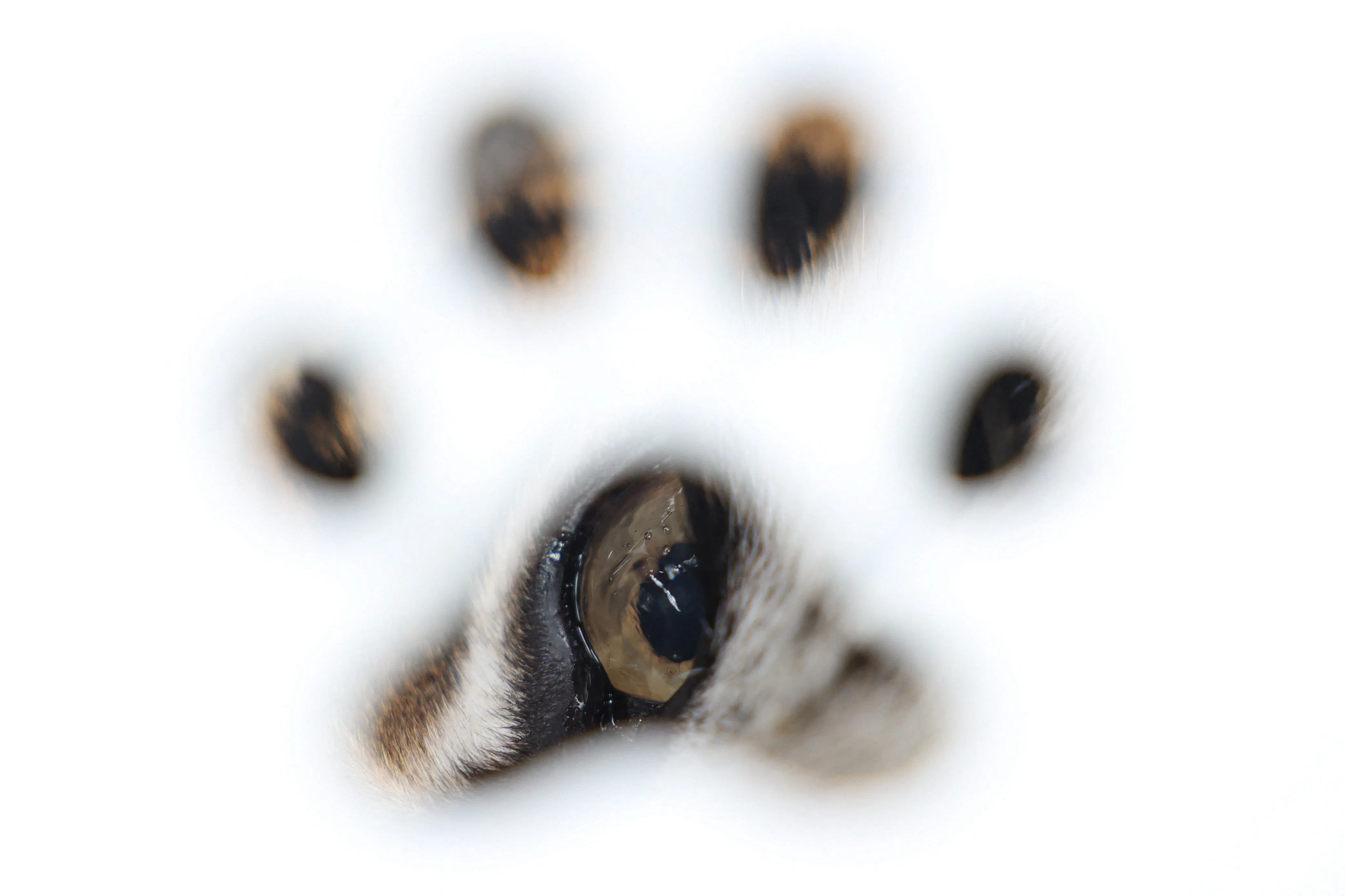 A sedated female tiger lies inside a transport cage before departing for Ezeiza Airport at the former Lujan Zoo, which closed in 2020 amid concerns over animal welfare, during the transfer of 15 big cats to the United States and 15 others to South Africa by animal welfare organisation FOUR PAWS, in Lujan, Argentina, August 15, 2026. REUTERS/Alessia Maccioni     TPX IMAGES OF THE DAY