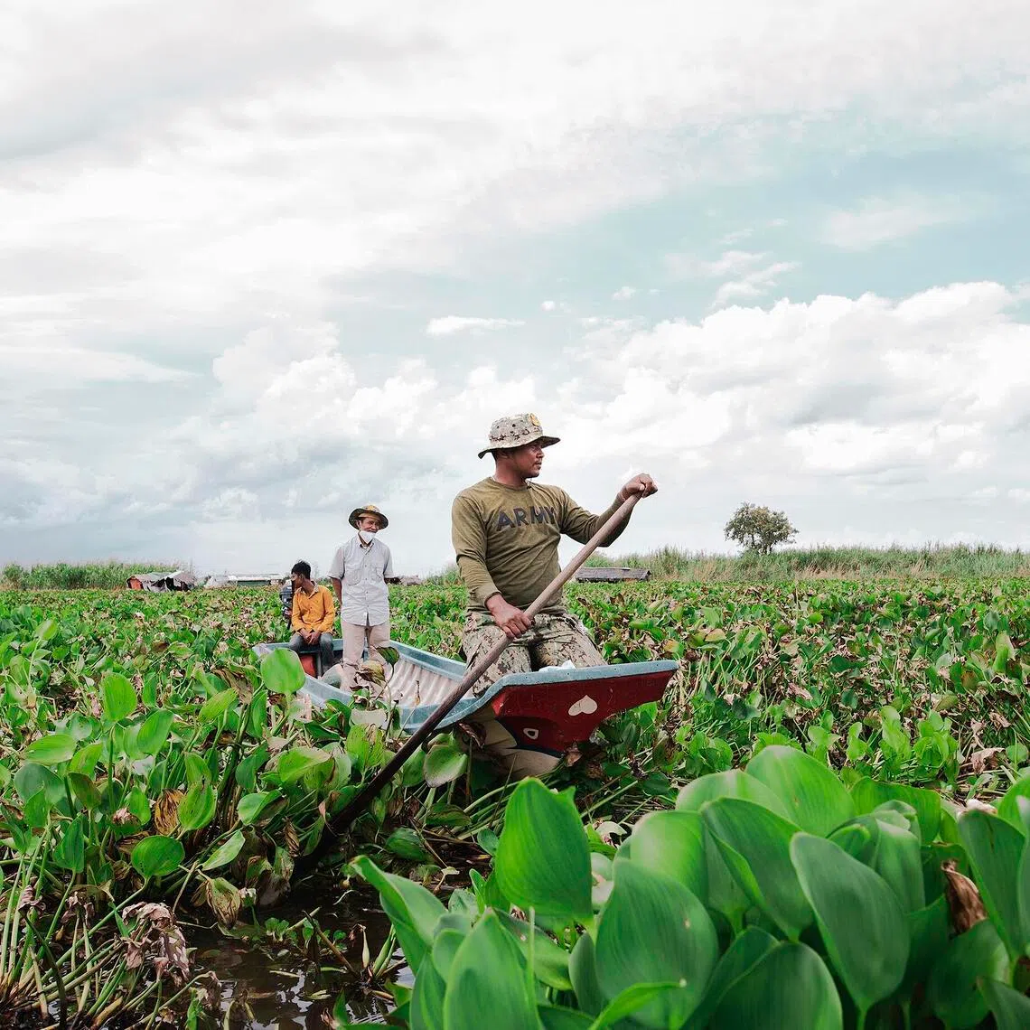 Gin can be made from water hyacinths, an invasive plant.