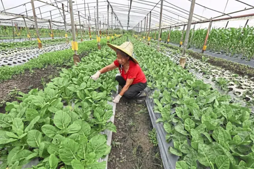 Malaysian farmers feel the heat as vegetables and fruits wilt