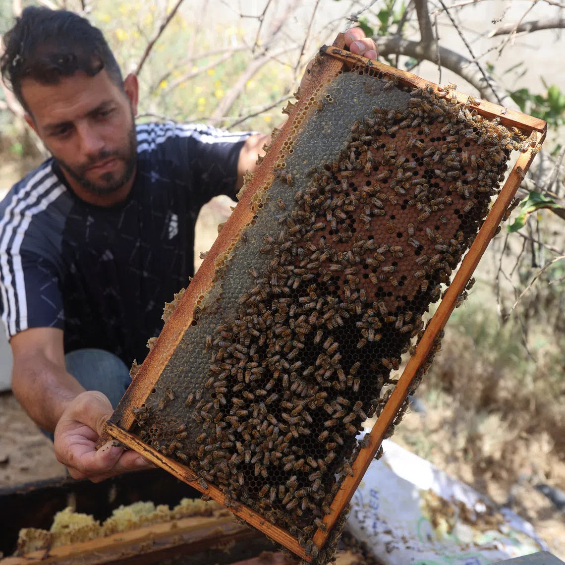 A Palestinian beekeeper inspects a beehive in Khan Younis, in the southern Gaza Strip, July 7, 2026. REUTERS/Ramadan Abed