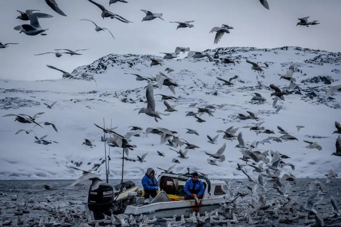 HEADLINE: There Have Never Been 100 Days Like This CAPTION: Seagulls swarm around a fishing boat while two fishermen gut their catch of Atlantic cod in Ilulissat, Greenland, Jan. 19, 2025. Donald Trump has repeated his threats to Òtake GreenlandÓ again and again, unconcerned that his words were fueling resistance movements around the world. CREDIT: (Ivor Prickett/The New York Times)

