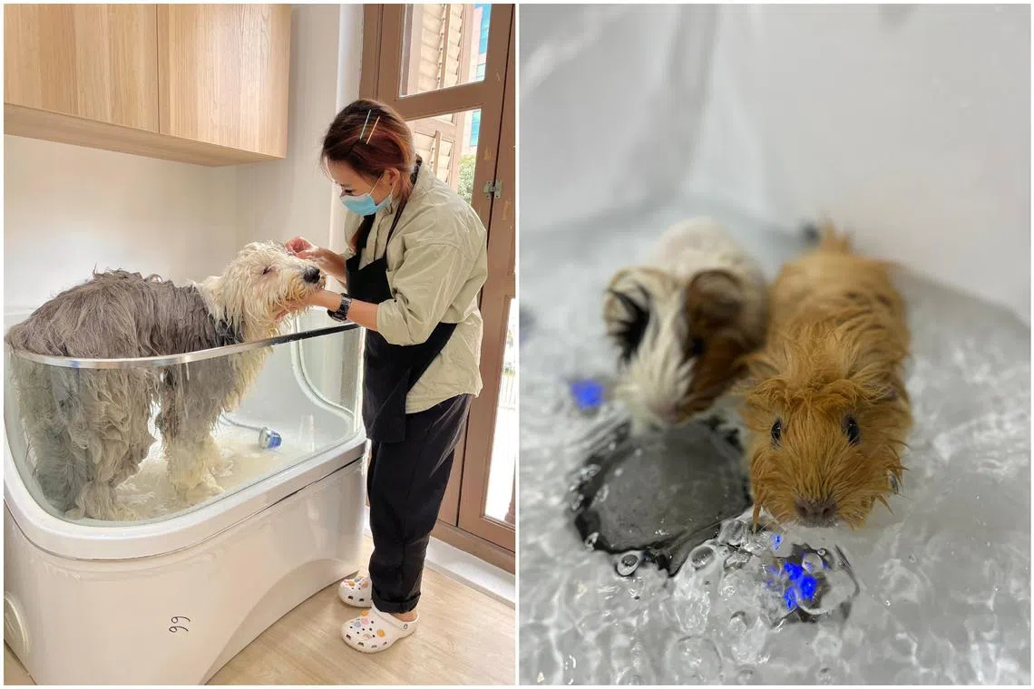 Spa treatments for pets such as dogs and guinea pigs are among the new pet products and services that have been rising in popularity. 