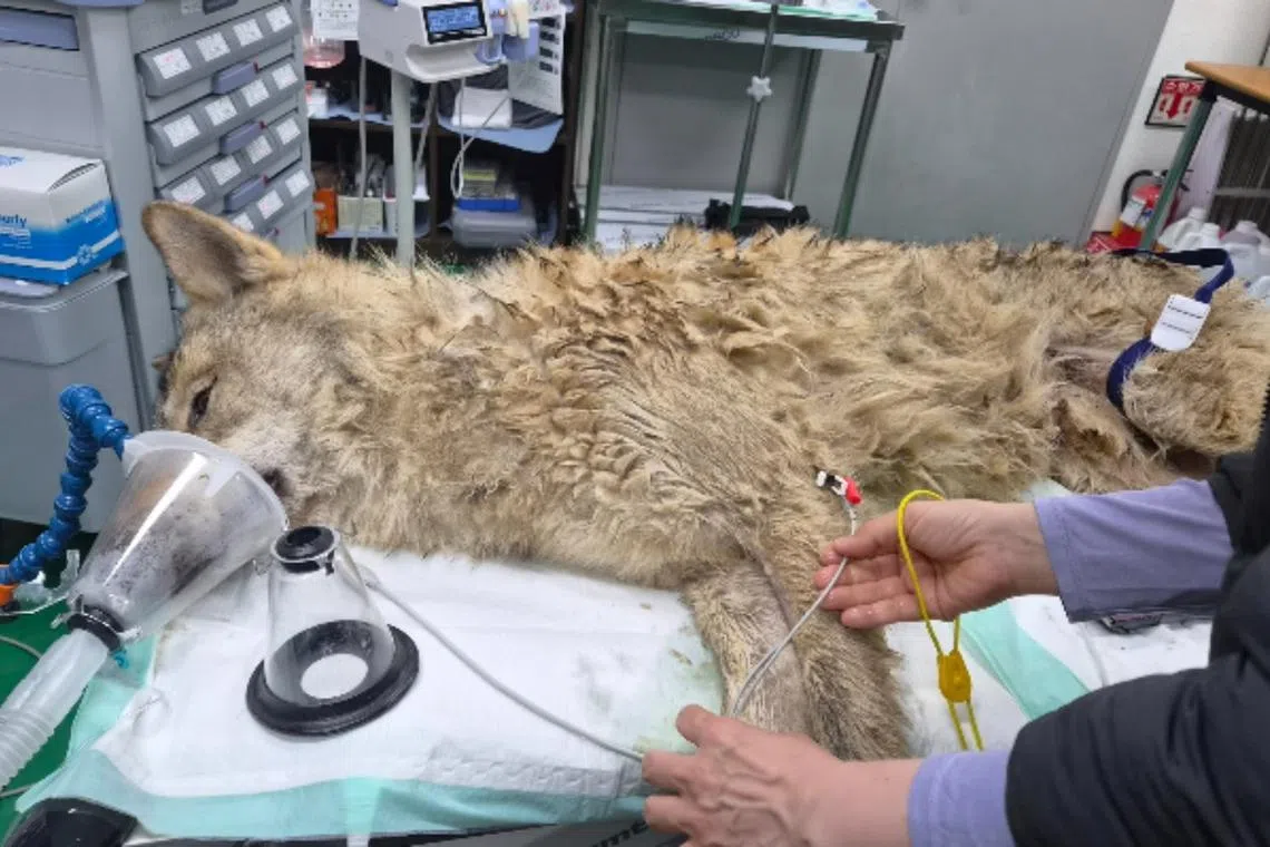 The wolf was captured near an expressway and returned to the zoo.