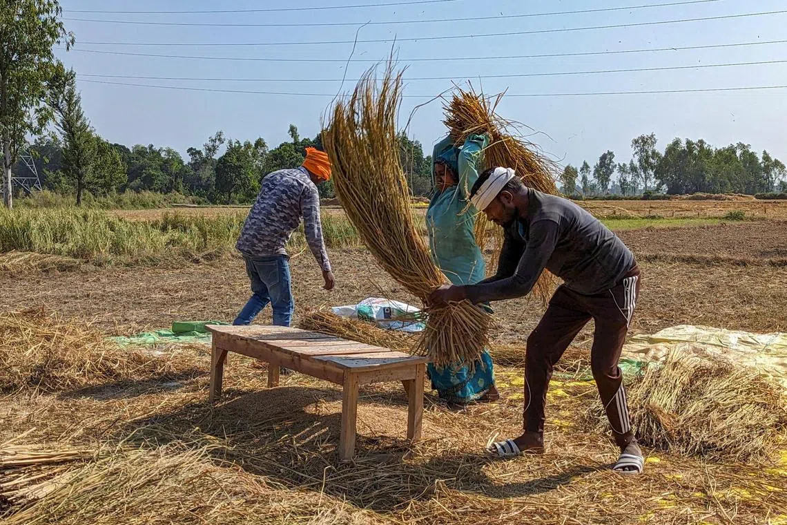 Farmers harvesting rice grains in their field at Satrikh village, in the northern state of Uttar Pradesh, India on Oct 19. 