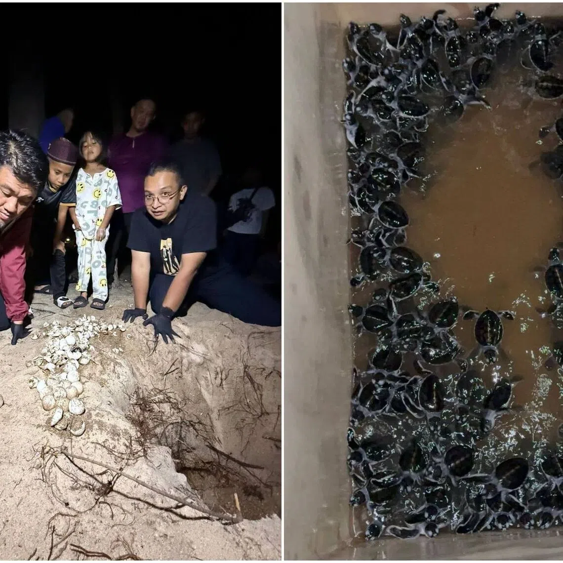 As part of conservation efforts, 156 of the hatchlings were released back into the sea.
