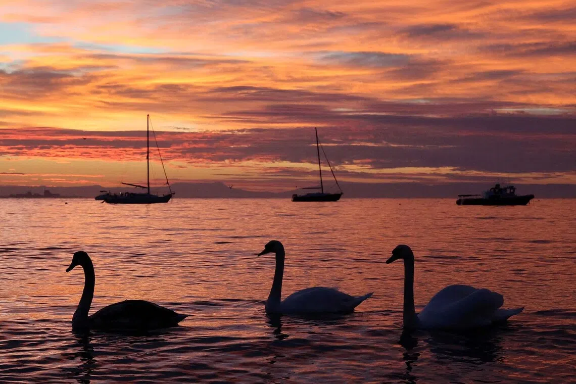 A flock of swans gliding over calm waters of the Black Sea at dawn off the coast of Yevpatoriya, Crimea, Nov 27, 2025. 