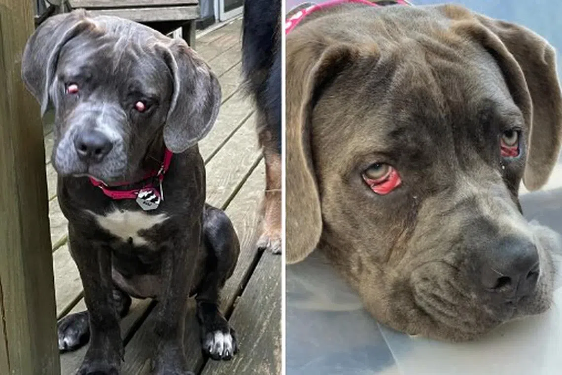 Denali, a mastiff mix, has eye abnornalities that require special treatment.