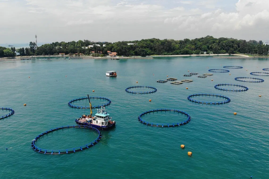 sbfish05 - Barramundi Group's sea farm off St John's Island, which started operations a few months ago.

Credit: Barramundi Group