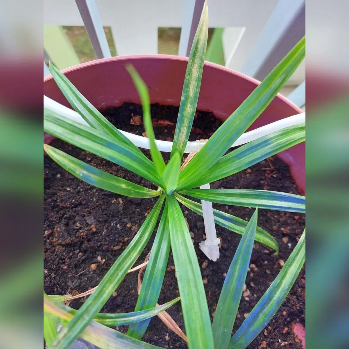 Pandan plant appears to be infested by spider mites, which can be treated with summer oil.