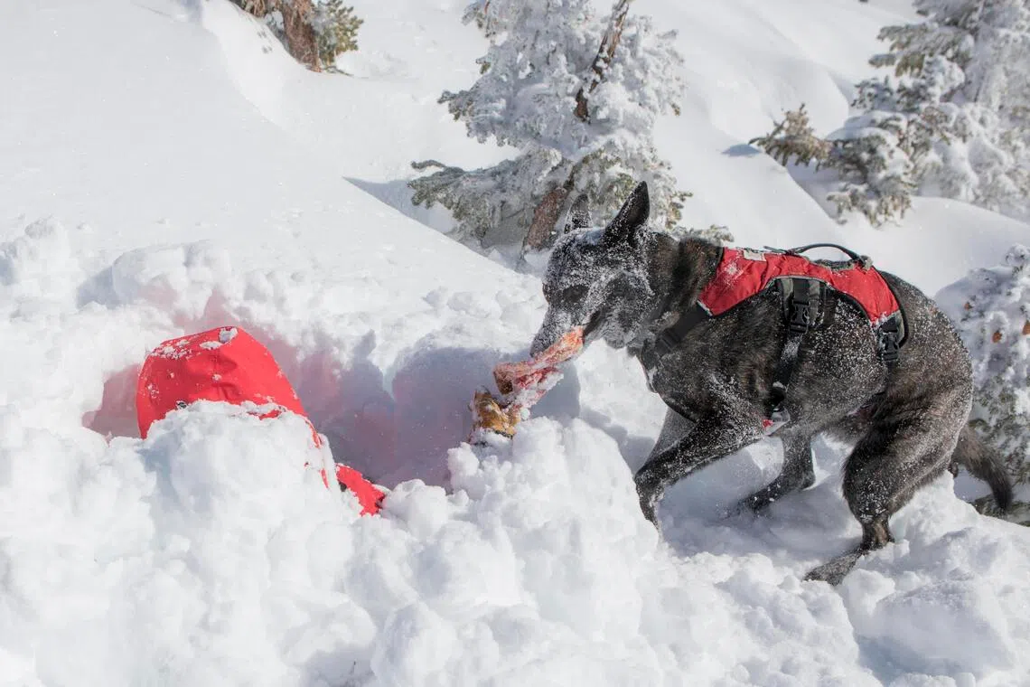 Cache, a six-year-old Dutch shepherd who became certified as an avalanche dog when she was just one, digs out the ski patroller Rob Denton during a drill at Jackson Hole Mountain Resort in Teton Village, Wyoming. 