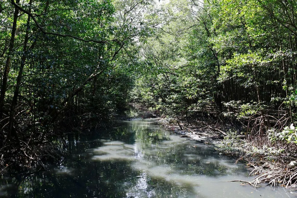 Image source - https://www.straitstimes.com/asia/se-asia/more-than-40000ha-of-mangrove-forests-lost-in-malaysia-since-2017-says-ministry