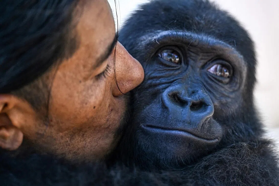 Western lowland gorilla Zeytin - seen here at the Polenezkoy Zoo in Turkey's Istanbul - will remain in Turkey rather than be repatriated to Nigeria.