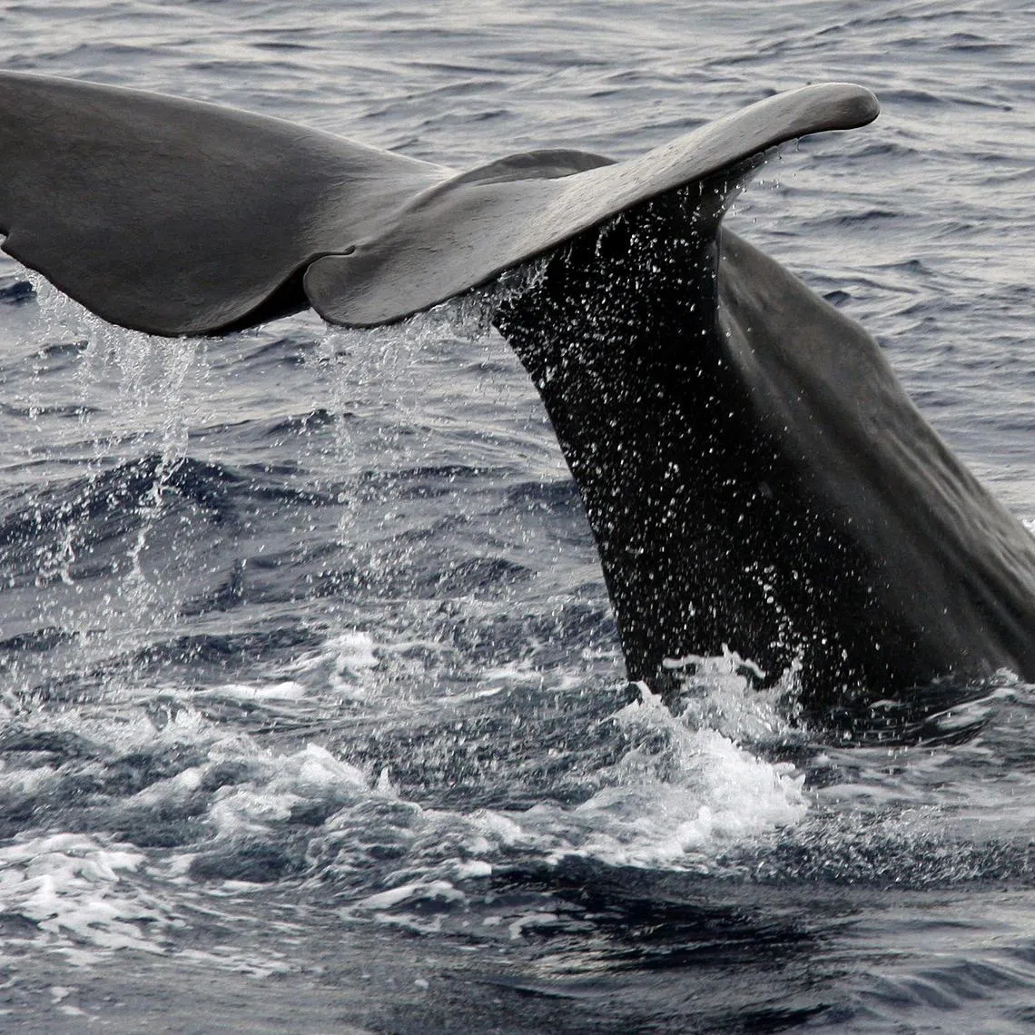 Conserving sperm whales also carries climate benefits that derive from their faeces. 