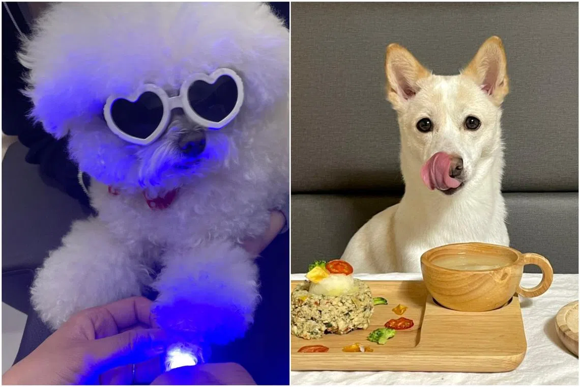 Pet dermatology and omakase dining are indicative of a growing trend towards the pampering of pets in South Korea.