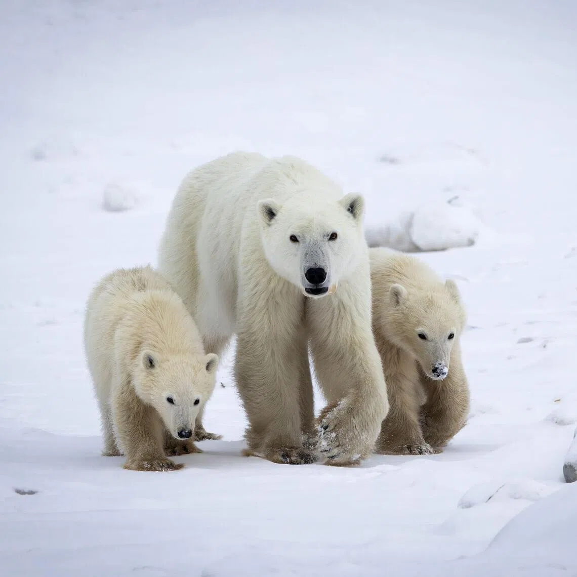 This handout photo realeased by Polar Bears International on December 17, 2025, shows a wild female polar bear and her two cubs, one of whom she adopted, at Hudson Bay in Churchill, Manitoba, Canada, on November 11, 2025. Researchers in northern Canada have observed a rare case of polar bear adoption, capturing video footage of a wild female bear caring for a cub that was not her own. "Cub adoption is relatively rare in polar bears. We've documented 13 cases in our study population over the last 45 years," said Evan Richardson, a scientist with Canada's ministry for environment and climate change. (Photo by HANDOUT / POLAR BEARS INTERNATIONAL / AFP)
