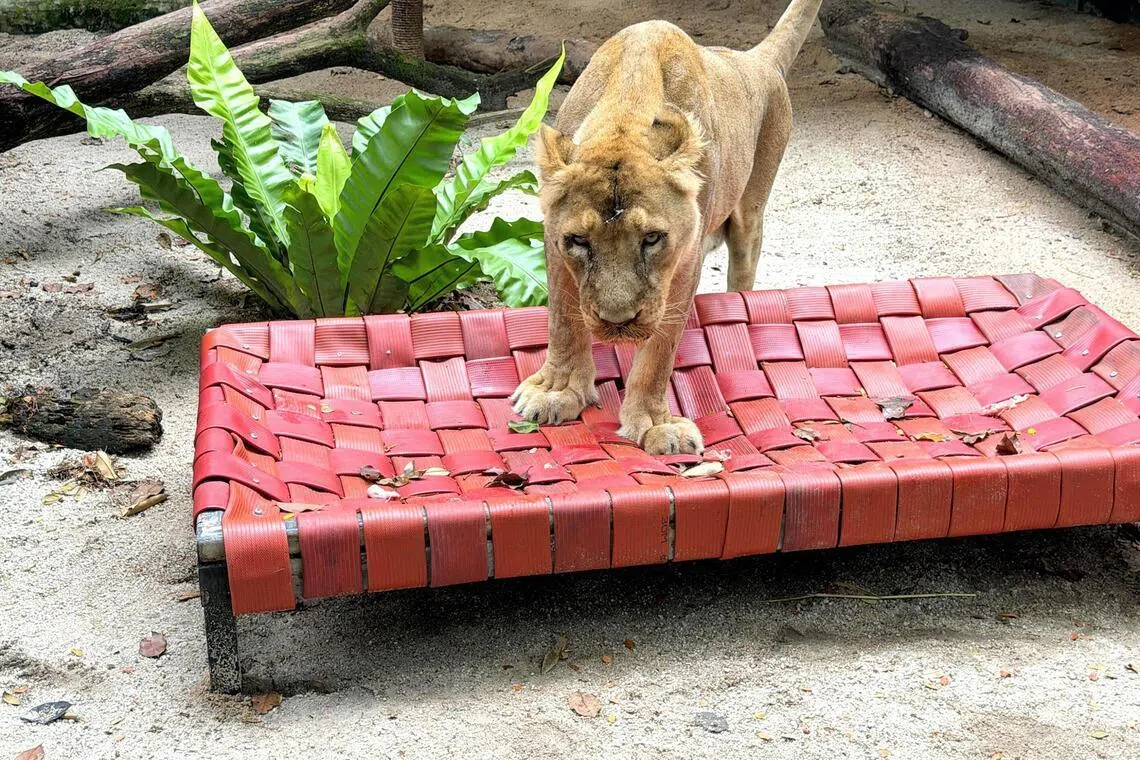 eshose - One of the Night Safari's Asian lion using the hammock, repurposed from decommissioned fire hoses, to lounge and comfortably rest. 

SOURCE: MANDAI WILDLIFE GROUP