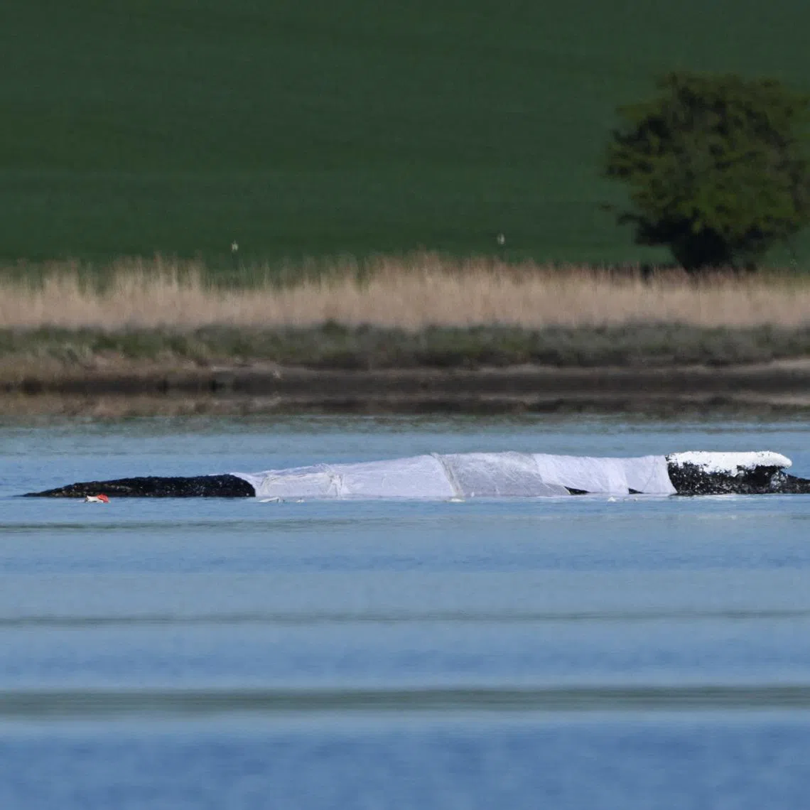 A humpback whale lies stranded on a sandbank in the shallow waters off the Baltic Sea on the Island of Poel, near Wismar, Germany, on April 28.