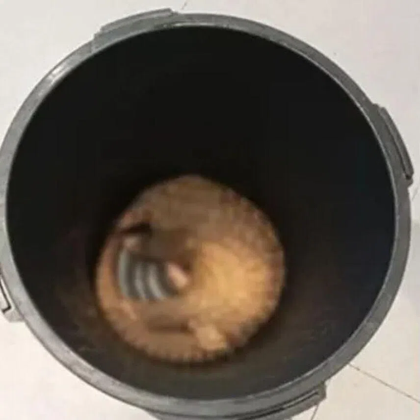 Sabah Wildlife Department officials found a live pangolin and several pots containing cooked pangolin in herbal soup during a raid.