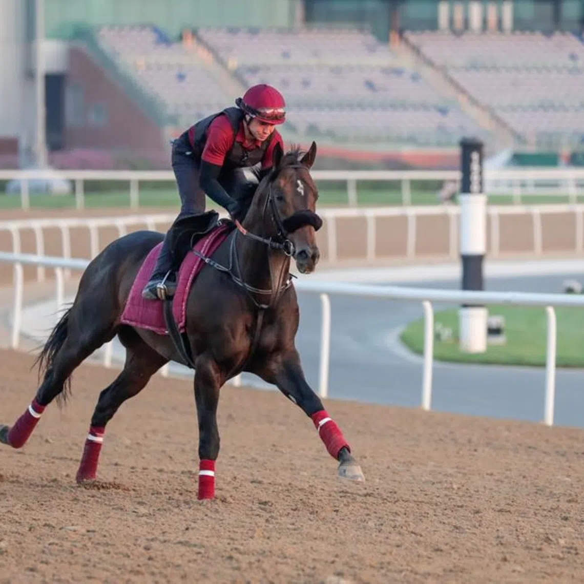 The Bhupat Seemar-trained Mufasa being put through his paces by a track rider at Meydan ahead of his contest in the Listed Al Garhoud Sprint (1,200m) at the same track on Dec 5.