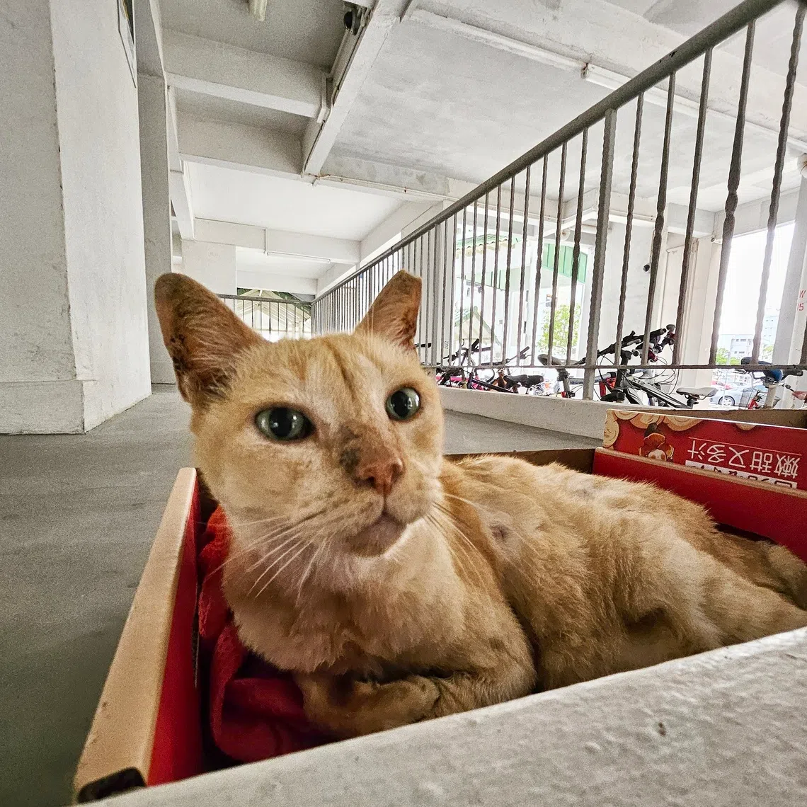 Cat owners had been given two years - from Sept 1, 2024 - to microchip and license their pets under this framework.