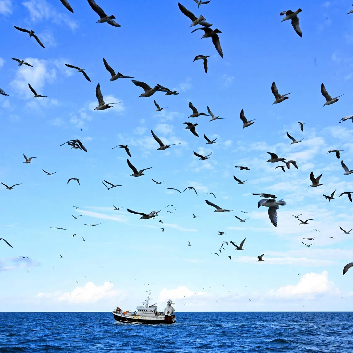 The law aims to protect biodiverse areas worldwide that lie in waters beyond countries’ exclusive economic zones.