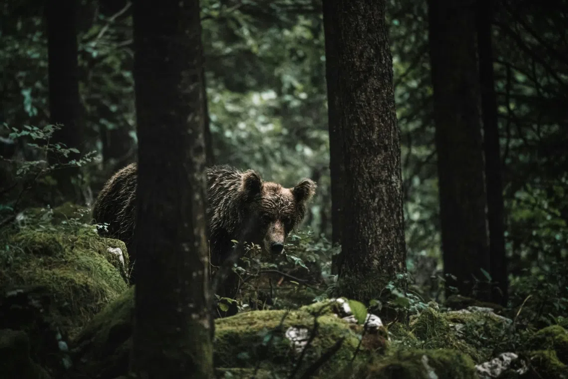 More and more wild bears have been spotted in Japan in recent years due to factors including a declining human population and climate change.