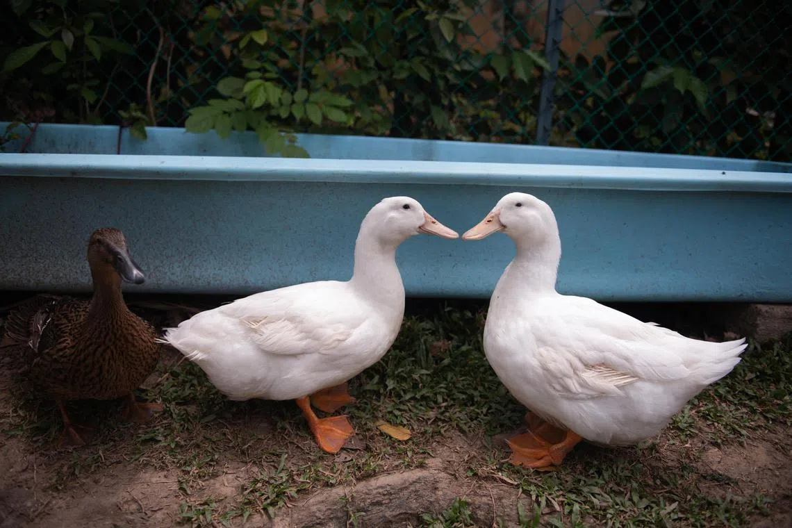 At the pet farm, rescued animals such as the ducks give children an opportunity to learn about empathy.