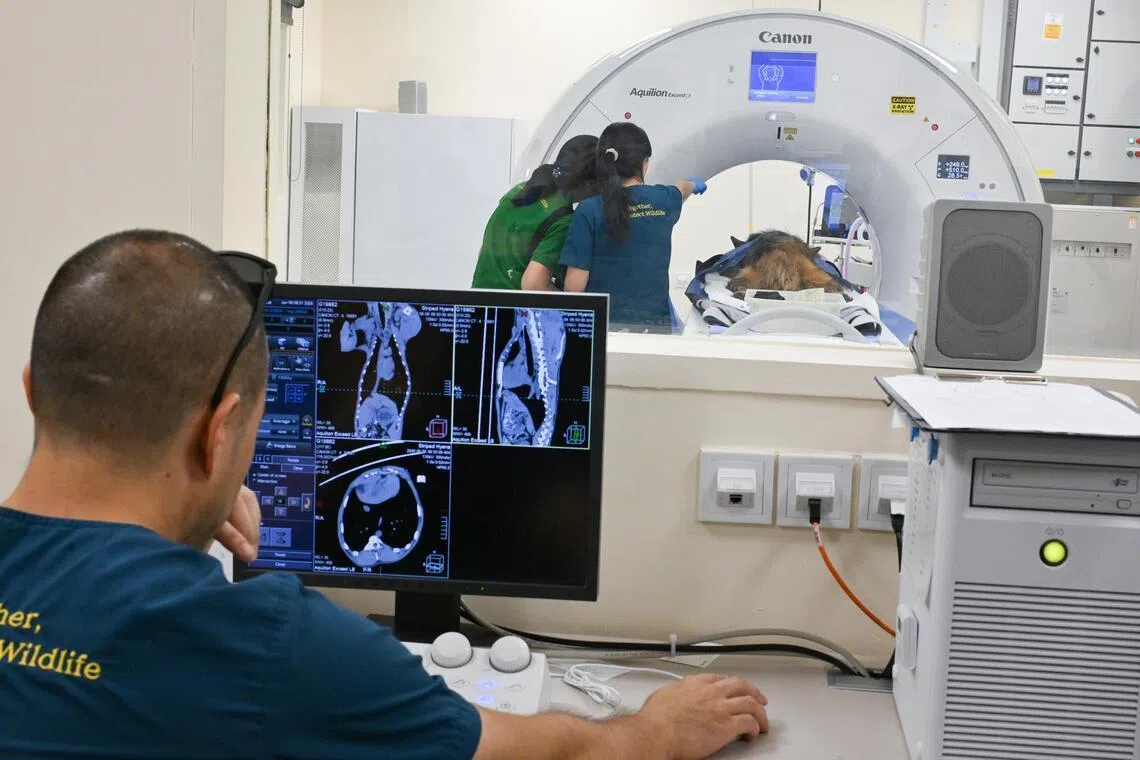 A CT scan of a striped hyena at Mandai Wildlife Group's new Wildlife Healthcare and Research Centre.