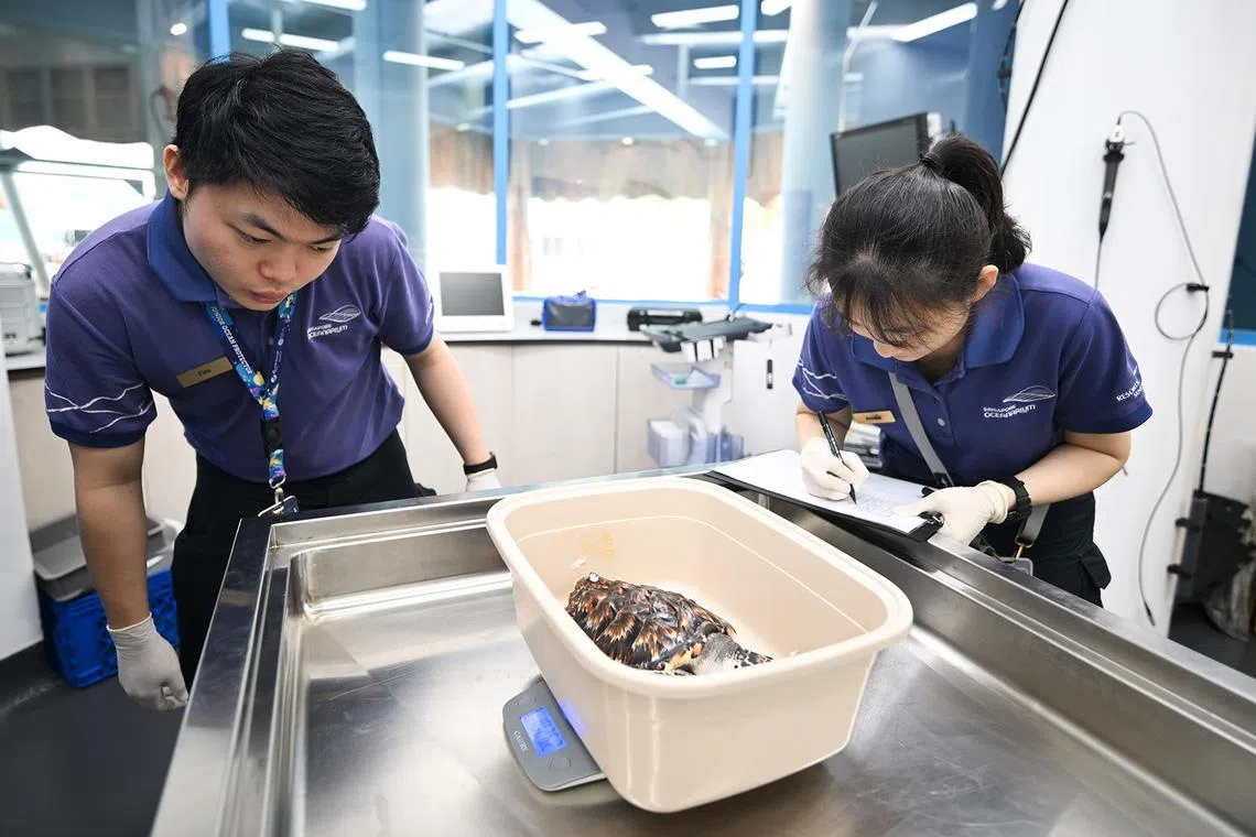 ST20260610-202652300600-Lim Yaohui-Ang Qing-aqocean/

Finn Cheng Wei Jian, (left) 27, Animal Care Specialist, and Amelia Hong Tze Qi, 25, Animal Care Specialist, with one of the four Hawksbill sea turtles undergoing morphometric examinations (to measure their size) inside the Veterinary Centre at Singapore Oceanarium on June 10, 2026. 

Behind the scenes of Singapore Oceanarium’s Animal Care Centres and explore how one of Asia’s leading aquarium-based conservation institution is combining science, conservation, and community engagement, setting new global standards for how aquariums can breed and care for animals and protect our oceans.

(ST PHOTO: LIM YAOHUI)