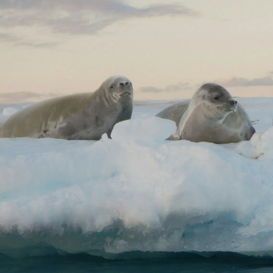 Arctic seals are coming under increasing threat, mainly due to climate change and human activity.