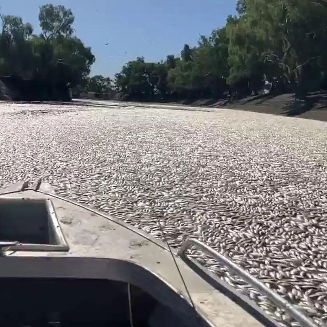 Dead fish clogging a river near the town of Menindee in New South Wales on March 17, 2023.