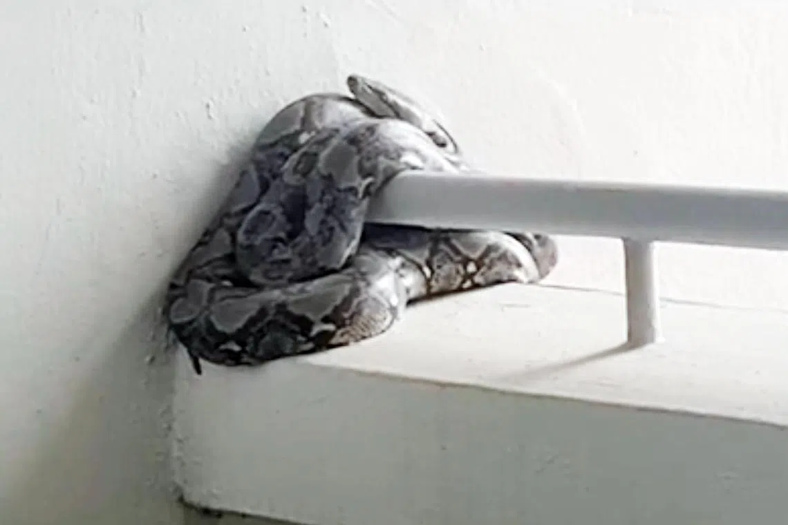 Python found at Tampines HDB block released in forested area | The ...