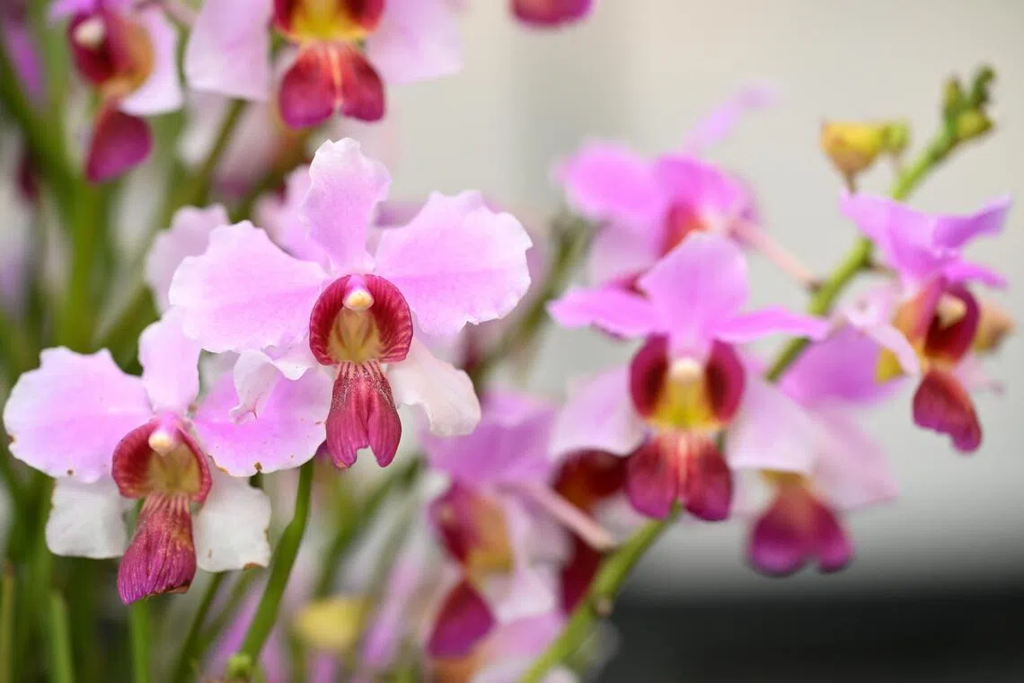 The new orchid hybrid named after the Singapore Garden Festival to commemorate its 10th edition.