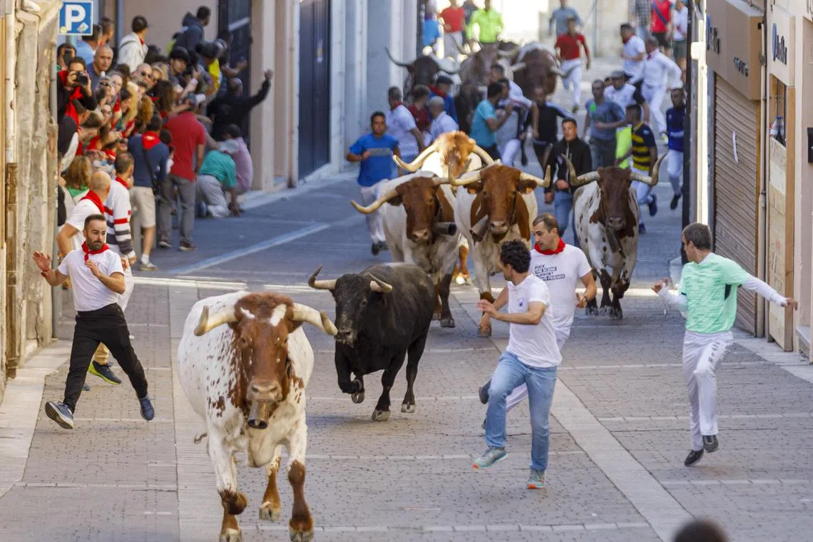"Mozo," or runners, running alongside bulls during the traditional running of the bulls in Cuéllar, Spain, on August 25, 2024. Cuéllar's running of the bulls is the oldest in Spain.