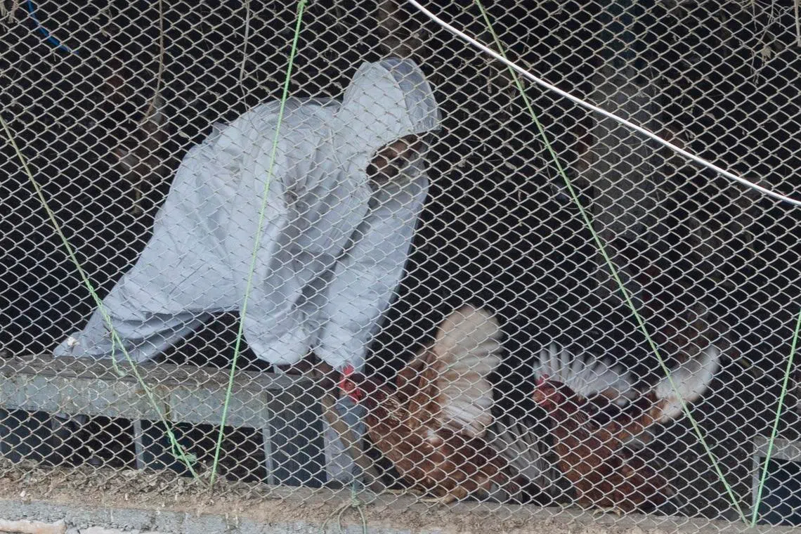 Quarantine facilities on standby as Nepal battles rising cases of bird flu