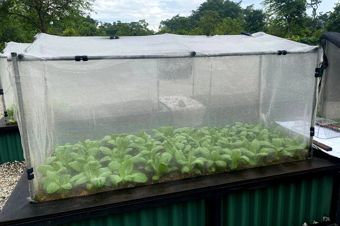 Netted enclosures can prevent pest and rain damage to plants.