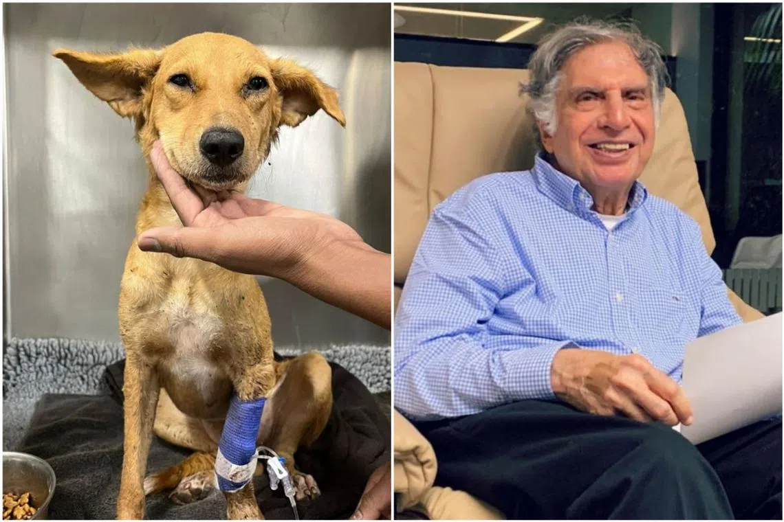 Ratan Tata took to Instagram to appeal for help for a young dog being cared for at the Small Animal Hospital Mumbai.