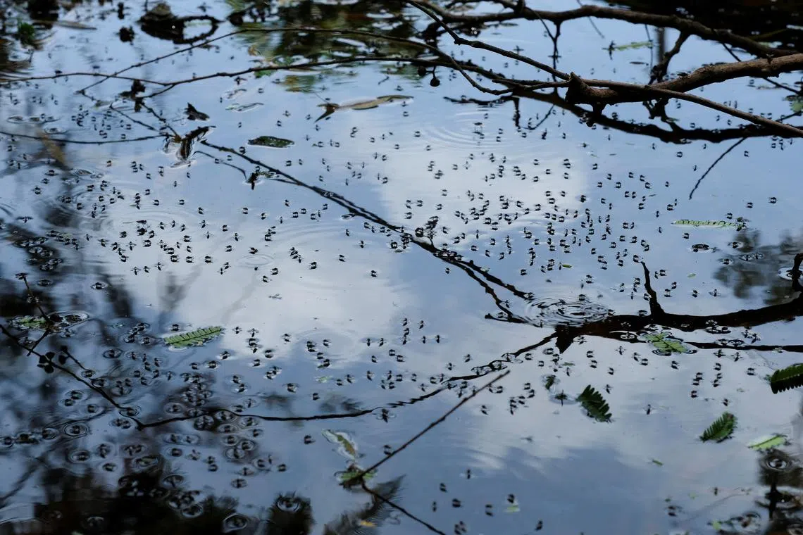 Mosquitoes sit on still water in a neighborhood, in Guatemala City, Guatemala, July 23, 2024. REUTERS/Josue Decavele/File Photo