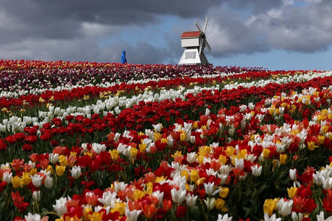 A person viewing fields containing one and a half million tulips grown for Tulleys Tulip Fest at Tulleys Farm, Turners Hill, southern Britain, April 16, 2025. 