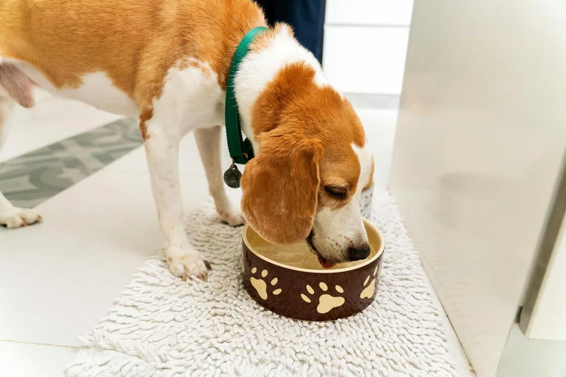 Pet owners should consult veterinary professionals before making significant changes to your pet’s diet or adding supplements. 