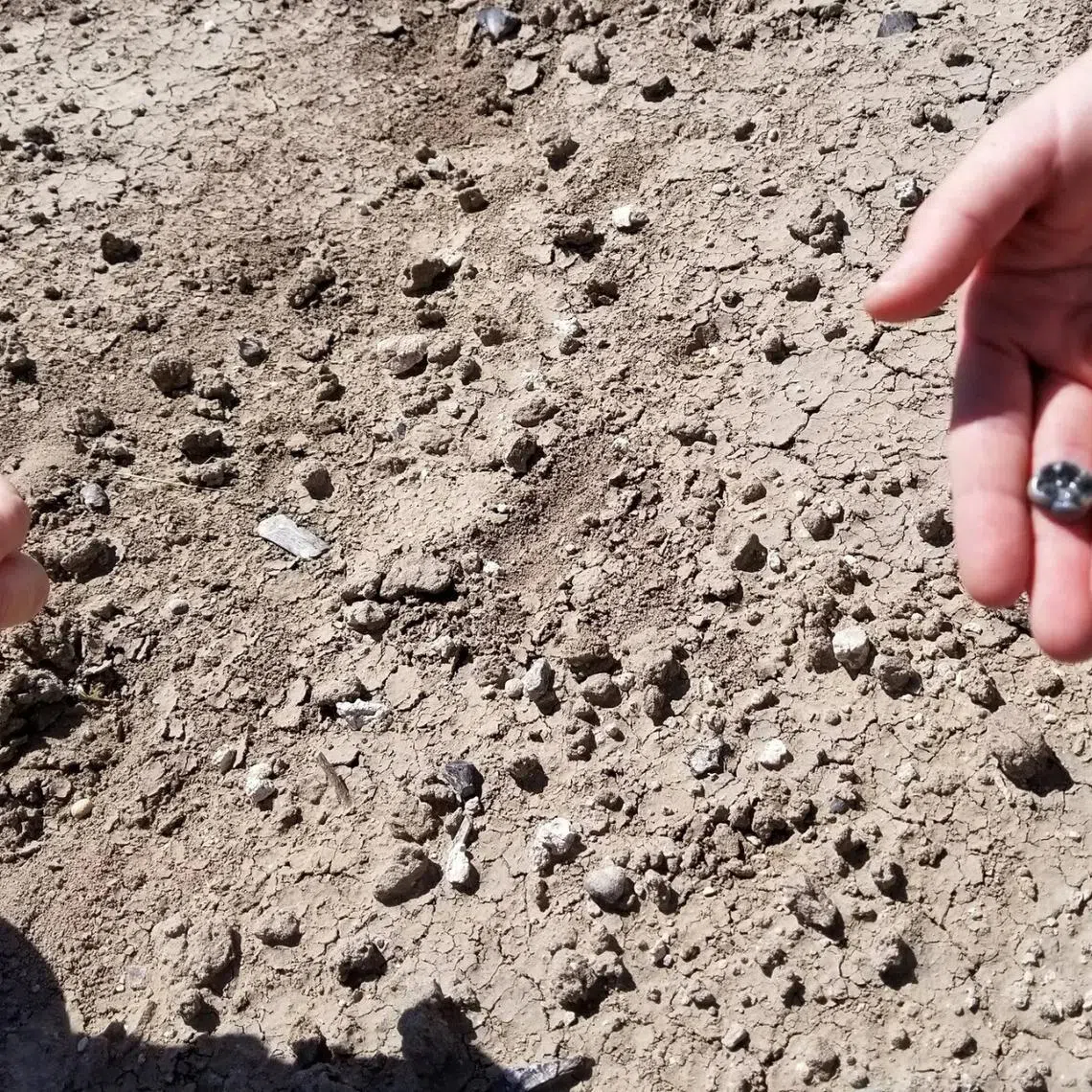Scientists hold fossilized hominin teeth discovered in the Ledi-Geraru paleoanthropological research area in the Afar Region of northeastern Ethiopia, in this undated handout picture released on August 13, 2025. Amy Rector, Virginia Commonwealth University/Handout via REUTERS